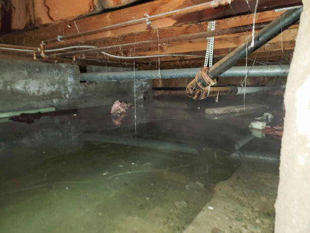 Best Local water damage restoration  in Crane, MO