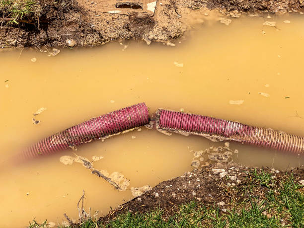 Best Mold removal after water damage  in Crane, MO